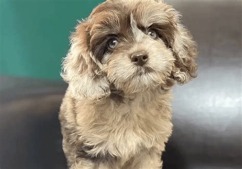 coccer poo|cockapoo puppies for sale.